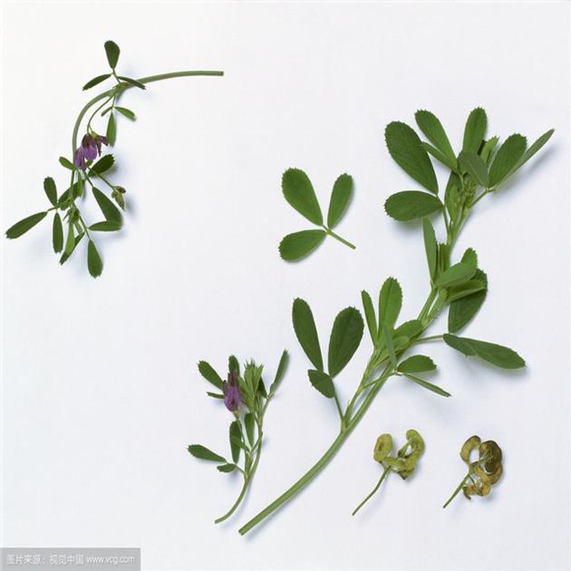 Organic Alfalfa Powder