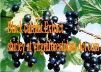 Black Currant Anthocyanin (Shirley at virginforestplant dot com)