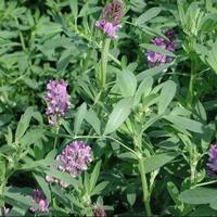 Alfalfa P.E.