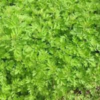 Amur Cork-tree P.E.