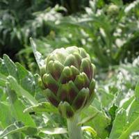 Artichoke Extract