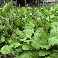 Asiatic Plantain P.E.