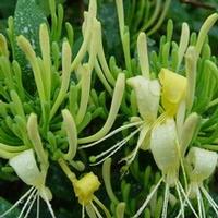 Baical Skullcap Root Extract