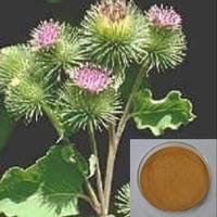  Burdock Root P.E