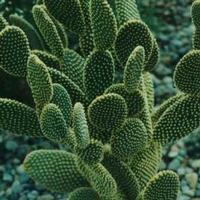 Cactus P.E.