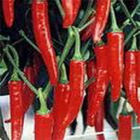 Capsaicin