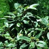 Cascara Sagrada Bark P.E.