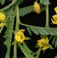  Cassia Nomame P.E.