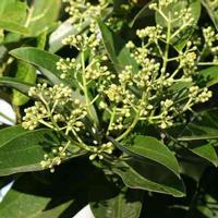 Cassia P.E.