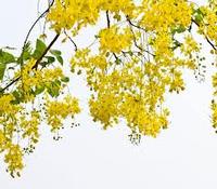 Cassia Seed P.E.