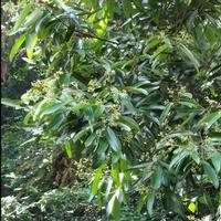 Cassia Twig P.E.