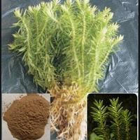  Celery Seed P.E.