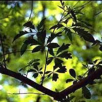  Chastetree Berry P.E.