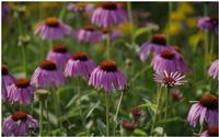  Echinacea Purpurea Extract