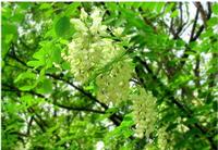 Flos Sophorae Immaturus Extract