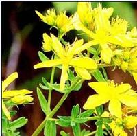 Forsythia extract