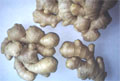 fresh ginger,dry ginger