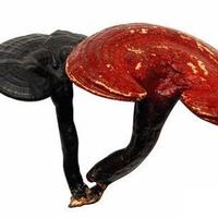 Ganoderma lucidum Polysaccharide