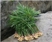 Ginger extract