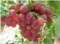 Grape Pip Extract
