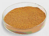Green Tea Extract 95%