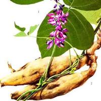 Kudzu Root Extract/Pueraria Flavones