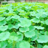  Lotus Leaf P.E.