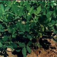 Luteolin