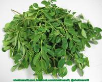 Moringa