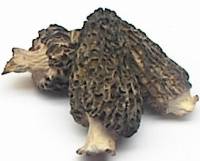 INDIAN DRIED MUSHROOM / DRIED MORELS / MORCHELLA CONICA / MORILLES SECHES / ESCULENT / DRY - WILD