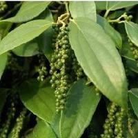  Piperine