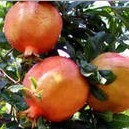 Pomegranate Extract