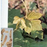 Puerariae Root P.E.