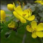 Quercetin