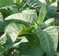 Tobacco003
