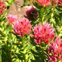 Rhodiola rosea extract