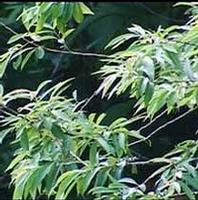  Salicin