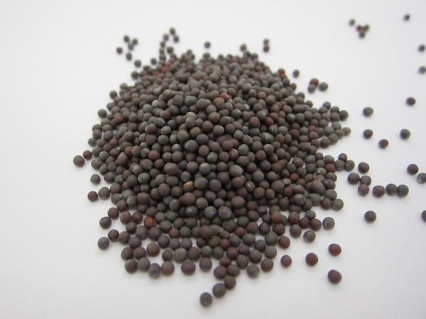 Black Mustard Seeds