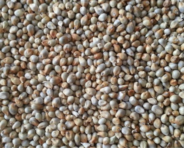 Millet (Bajra)