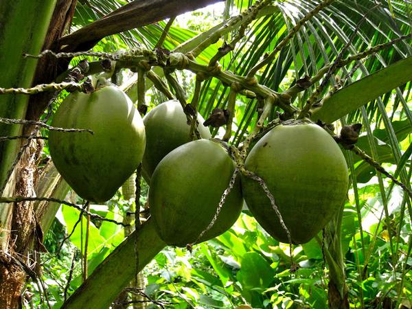 Coconut & Coconut Products