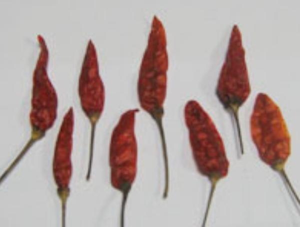  Red dry chilli. Type bada dana on wholesale