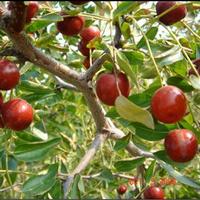 Spine Date Seed Extract  