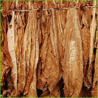 Raw Tobacco01