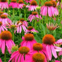  bee flower extract