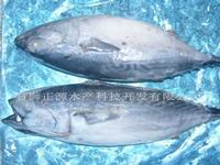 frozen bonito