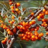  buckthorn bark extract