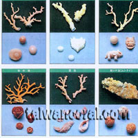 coral