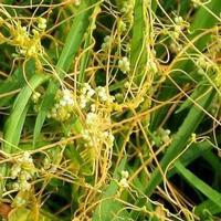 dodder extract