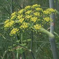  fennel extracts