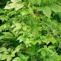 gynostemma extrac